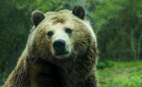 В Ленобласти участились визиты медведей к людям