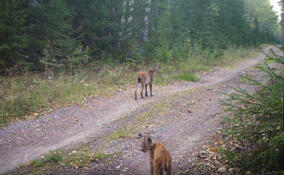 «Серьезные кисы» в кадре: в Нижне-Свирском заповеднике сняли рысь с детенышами