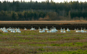 Полторы тысячи лебедей остановились в Волосовском районе перед перелётом