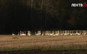 Полторы тысячи птиц перед долгим перелетом остановились набраться сил в Волосовском районе