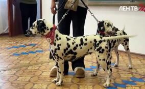 День собаки-терапевта прошел в Рощино