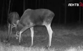 Фотоловушка зафиксировала битву двух лосей
