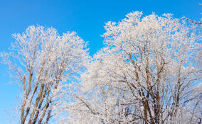 В ночь на четверг в Ленобласти может похолодать до -9: прогноз погоды на 20 ноября