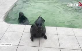 Краснокнижная нерпа Шлиссик стала талисманом хоккея Ленобласти