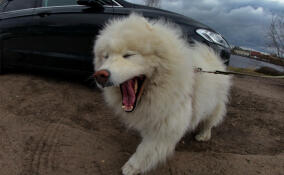 Новые правила содержания крупных собак вступят в силу в Петербурге 20 ноября