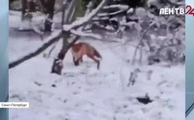 Жители Петроградского района заметили лису