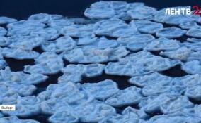 Ледяные «блинчики» заметили в бухте Защитная в Выборге