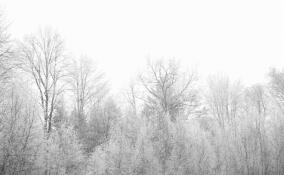 Снежно и до +3: прогноз погоды в Ленобласти на 21 ноября