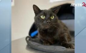Врач Волховской ветеринарной клиники рассказала невероятную историю кота Темы