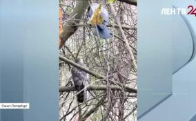 В Петербурге нашли самую отважную ворону