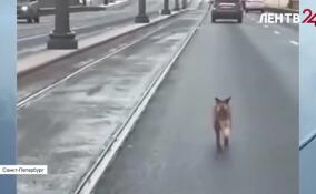 Петербуржцы гадают, куда делась лиса, забежавшая в центр города