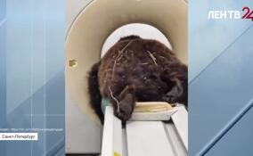 Медведь Миша приехал на лечение в Петербург из Волгограда