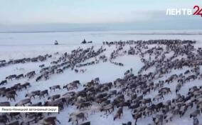 В ЯНАО оленеводы начали традиционный перегон стада на зимние пастбища