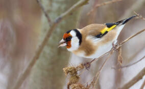 Северные колибри: в Петербурге появились черноголовые щеглы