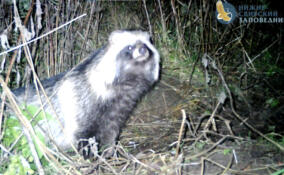 Фотоловушка Нижне-Свирского заповедника запечатлела енотовидную собаку