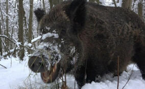 «Рыцарь в лесу»: в Ленобласти веселый кабан предложил своей спутнице подкрепиться