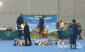 В Петербурге проходят выставки «Город собак» и «Мир кошек»