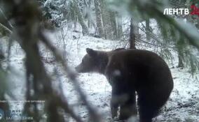 Сотрудникам Нижне-Свирского заповедника в видеоловушку попался взрослый медведь