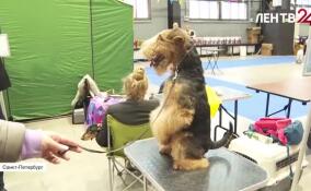 Крупные выставки «Город собак» и «Мир кошек» прошли в Петербурге