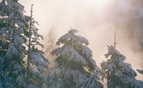 Небольшой снег и до +1: прогноз погоды в Ленобласти на 25 ноября