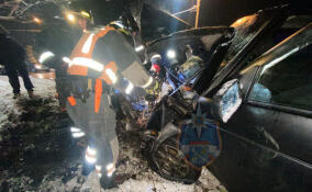 Легковушка вылетела в кювет и врезалась в дерево в Красном Бору