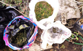 У жителя Ленобласти нашли более 360 граммов каннабиса