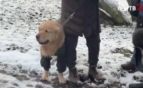 В парке Победы прошел рейд по выявлению нарушений правил выгула собак