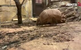 В Ленинградском зоопарке вновь можно увидеть шаровидного броненосца по имени Шарик