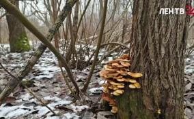 В парках и лесах можно встретить зимние опята