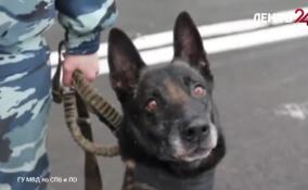 Служебный пес помог задержать поджигателя в Кировском районе