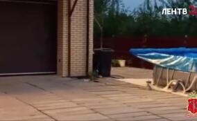 Следователи ищут пострадавших от действий председателя СНТ «Защита» под Токсово