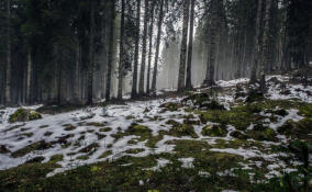 Ветрено и до +5: прогноз погоды в Ленобласти на 28 ноября