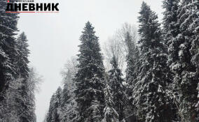 Главную новогоднюю ёлку Петербурга выбрали в Копорском лесничестве