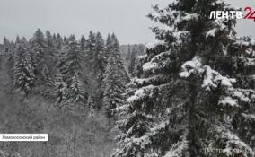 100-летняя ель из Копорского лесничества украсит Дворцовую площадь в этом году