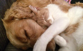 За 10 месяцев в пригородных поездах Ленобласти перевезли 439 тысяч домашних животных