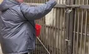 В Ленинградском зоопарке отпраздновали девятилетие медведицы Хаарчааны