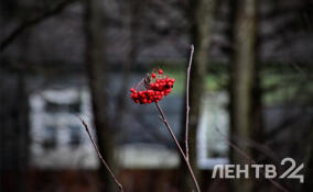 Небольшие дожди и до +6 градусов: о погоде в Ленобласти 1 декабря