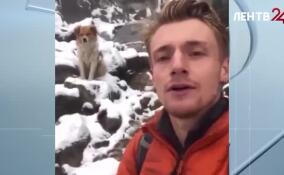 Бездомный пес спас туриста, заблудившегося в горах в Перу