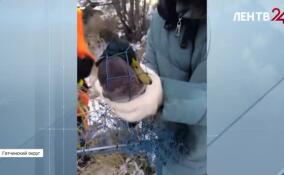 В Кобрино завершилась операция по спасению селезня