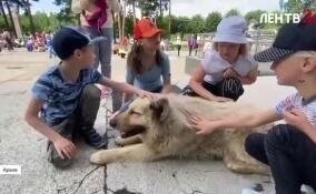 Скончался легендарный пес Кефир из Соснового Бора