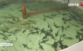 «Ленинградский сибас» выращивают под Гатчиной