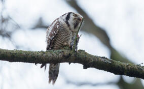 На Елагином острове в объектив камеры попала редкая ястребиная сова
