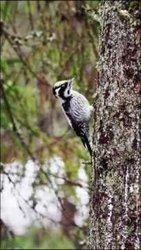 Трехпалый дятел облюбовал дерево в одном из заказников Ленобласти