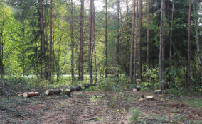 Арбитражный суд направил на новое рассмотрение иск прокуратуры Ленобласти о возврате более 46 га земель