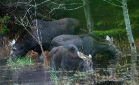 Теплая зима позволяет лосям в Ленобласти продолжать кормиться на водоемах