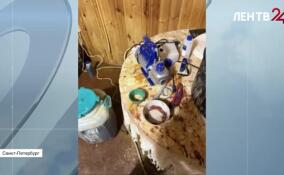 Полицейские ликвидировали нарколабораторию в Курортном районе Петербурга