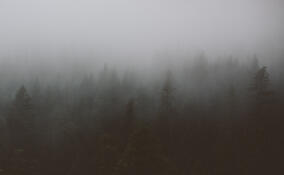 Пасмурно, сыро и лишь до +4: прогноз погоды в Ленобласти на 6 декабря