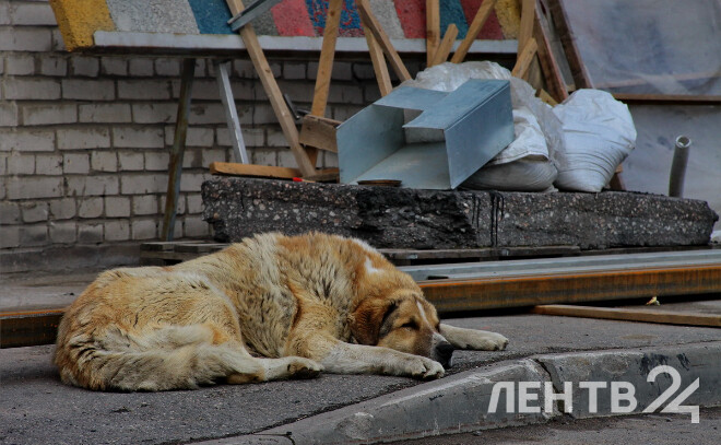 Ветврачи в Ленобласти будут стерилизовать подопечных приютов для животных бесплатно