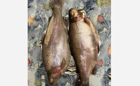 Лососевая икра пошла на нерест: в Ленобласти стартовал сезон вылова форели