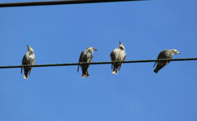 «Россети Ленэнерго» смонтировали свыше 400 км новых СИП в Петербурге и Ленобласти